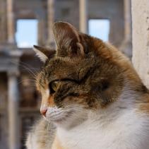 Cats in European history