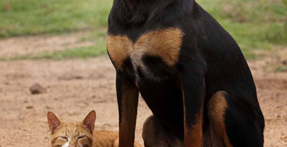 L'esterilització de gossos i gats: més beneficis que tòpics