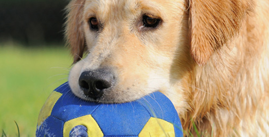 Who says that dogs can distinguish blue from yellow?