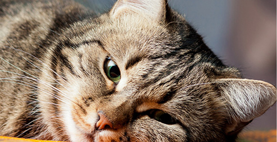 Les dificultats per detectar les malalties dels gats