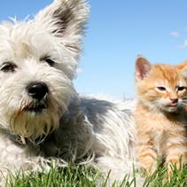 Vaccinating pets: prevention is better than a cure