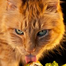 Cats, their diet and whims