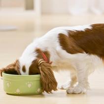 How to prevent cats and dogs from becoming overweight