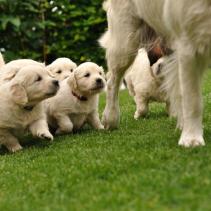 L'allattamento dei cuccioli di cane