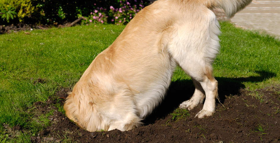 Les chiens « taupes » et les trous dans le jardin