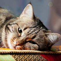 Die Schwierigkeiten der Erkennung von Krankheiten bei Katzen