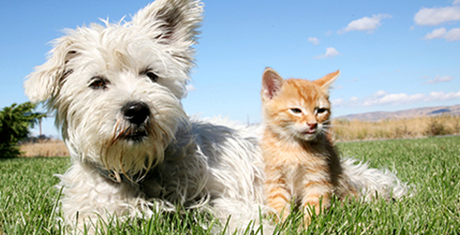 Vaccinating pets: prevention is better than a cure