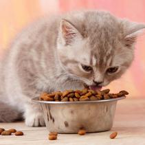 Cat food: My cat loves eating!