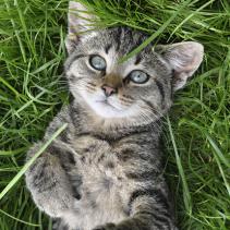 Il gatto e gli effetti allucinogeni della nepeta cataria (l'erba gatta)
