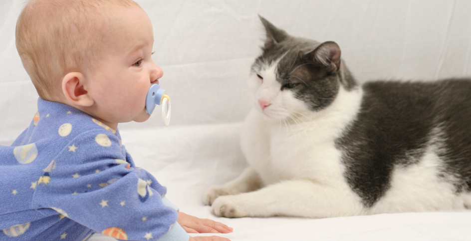 Le chat et la « cigogne » : préparer l’arrivée de bébé