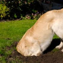 Les chiens « taupes » et les trous dans le jardin