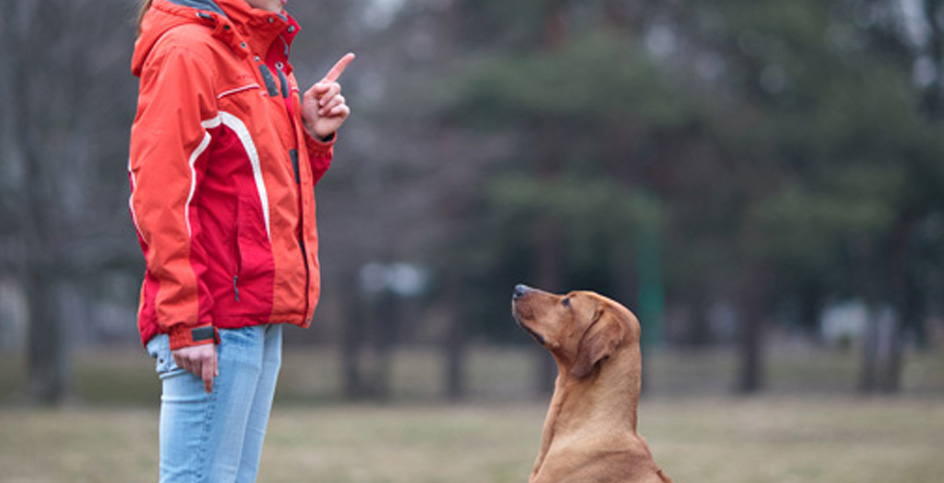 Basic commands to have a well-trained dog