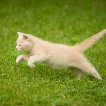 Sterilised cats: It's time to get fit!