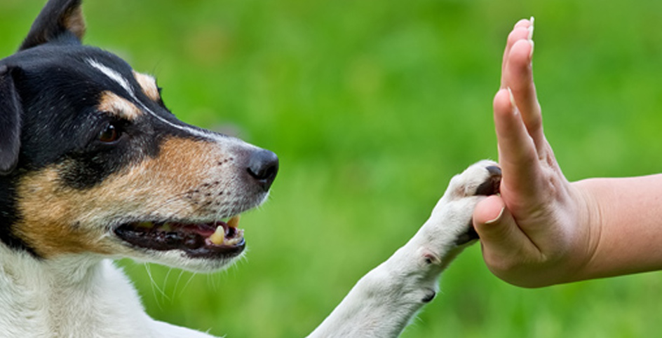 Techniken für das positive Hundetraining