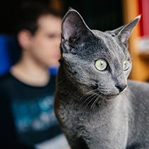 El encanto de los gatos azules rusos