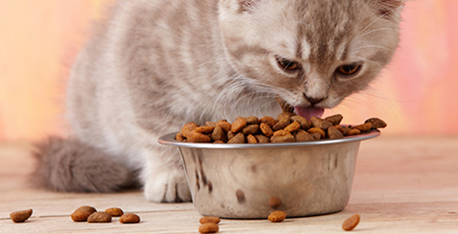 Alimentación gatuna: ¡Cómo me come mi gato!