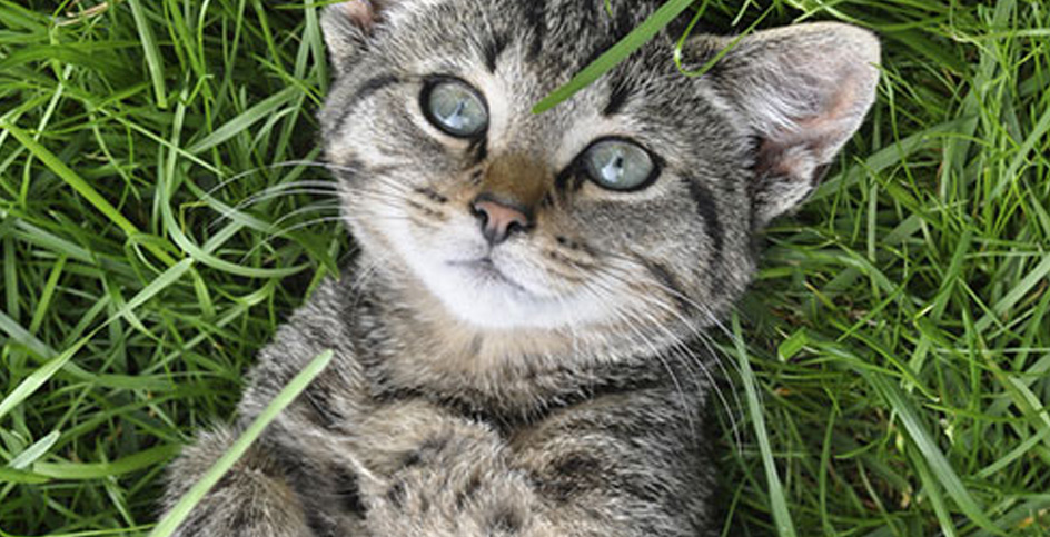 Katzen und die halluzinogene Wirkung von Katzenminze
