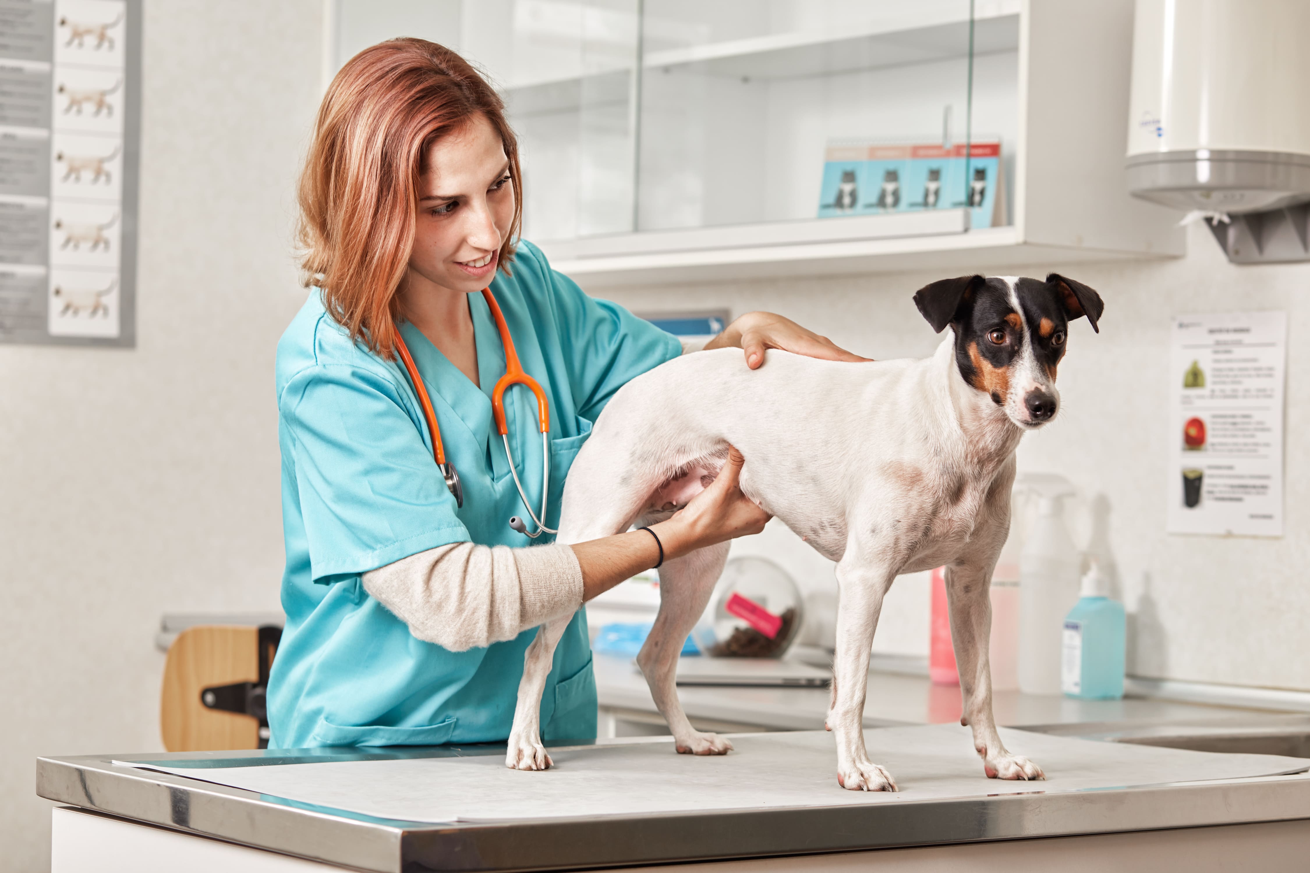 en perros: diagnóstico y manejo