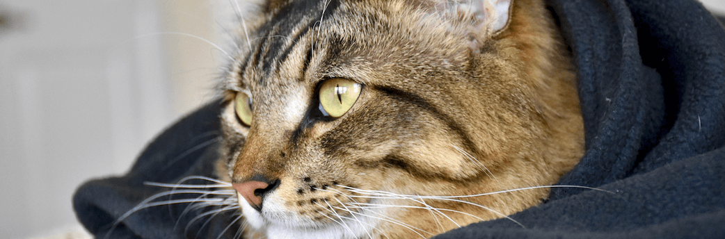 Edema pulmonar gatos: Apariencia radiográfica | Vets & Clinics