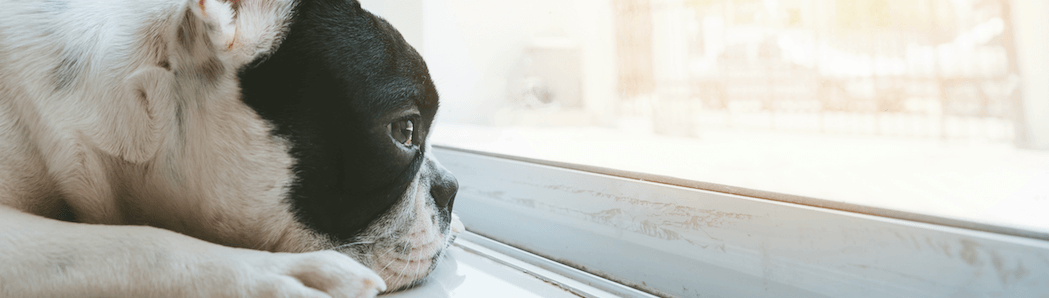 Frecuencia respiratoria perros: rango según raza
