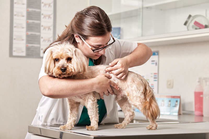 Infección en la piel en perros con dermatitis
