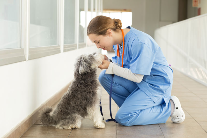 Faringitis en perros: diagnóstico tratamiento