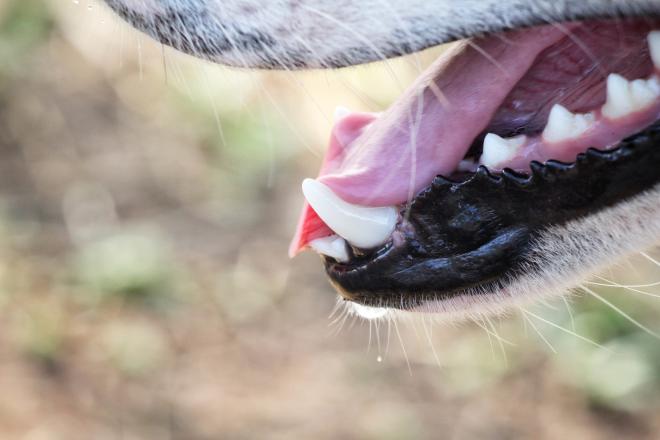 Papiloma en boca de perro Papillomavirus vaccino