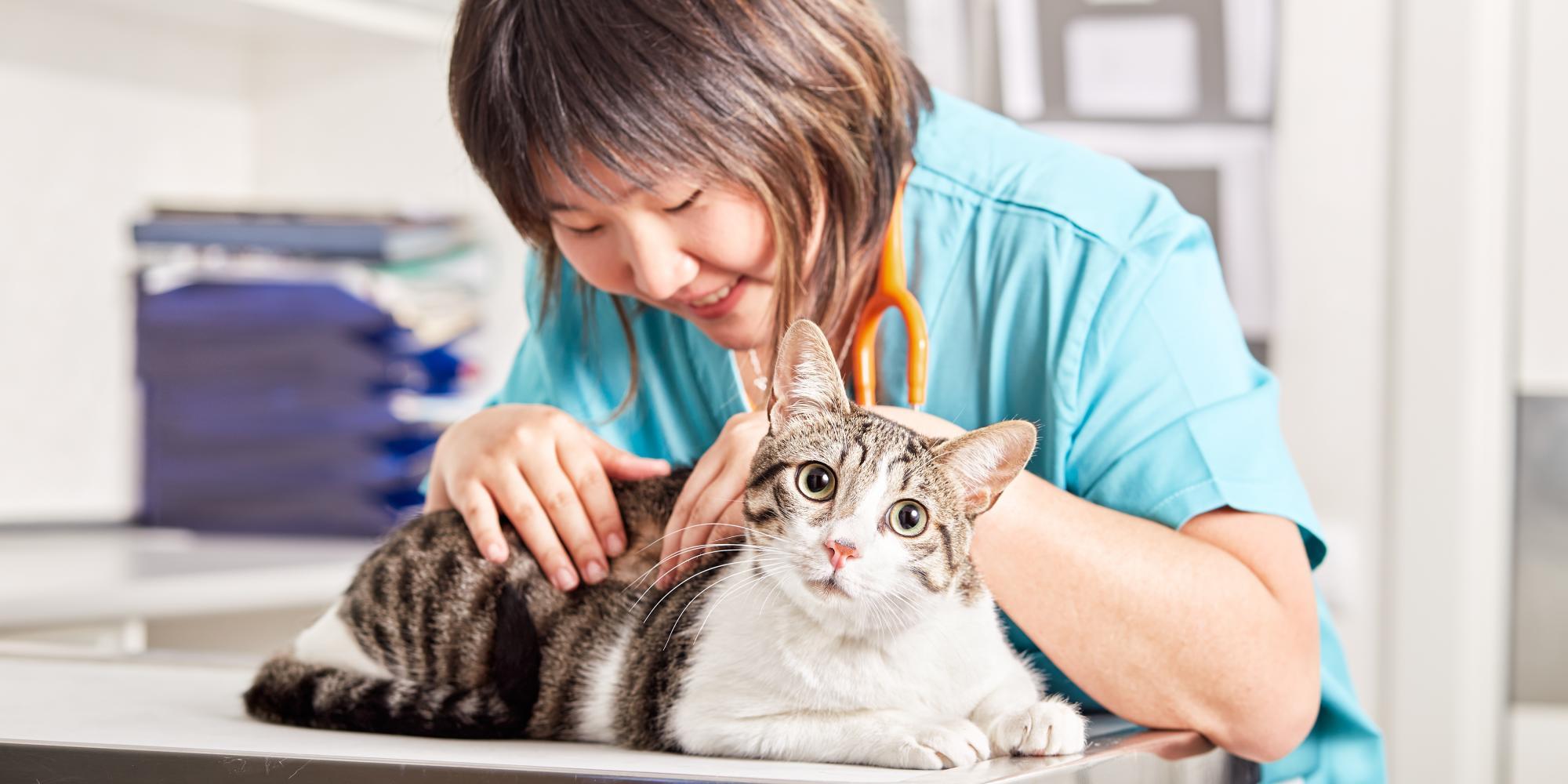 Por favor deseable Avanzado Espasmos en gatos: ¿qué es el síndrome de hiperestesia felina?