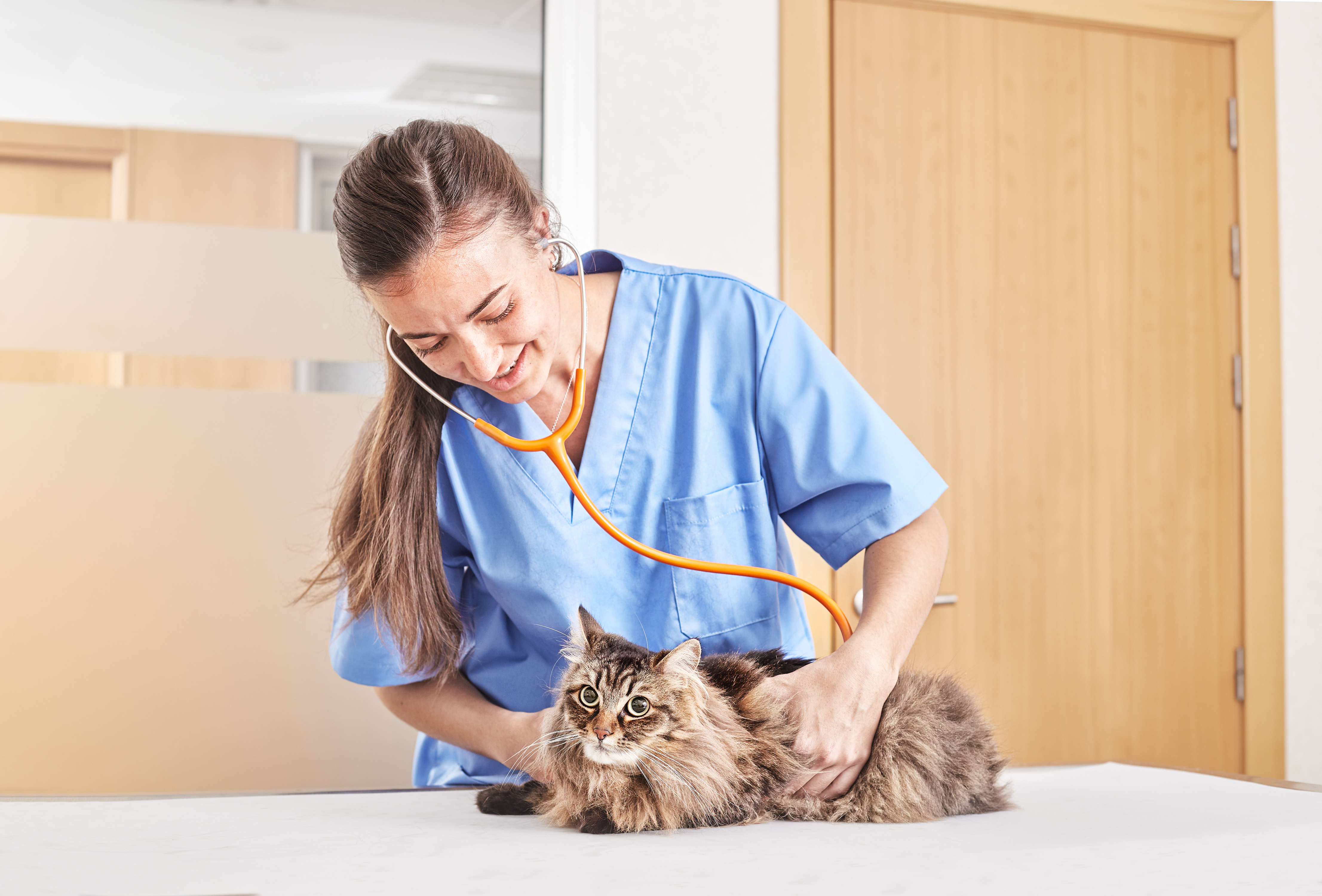 en gatos: signos, enfermedades y tratamiento
