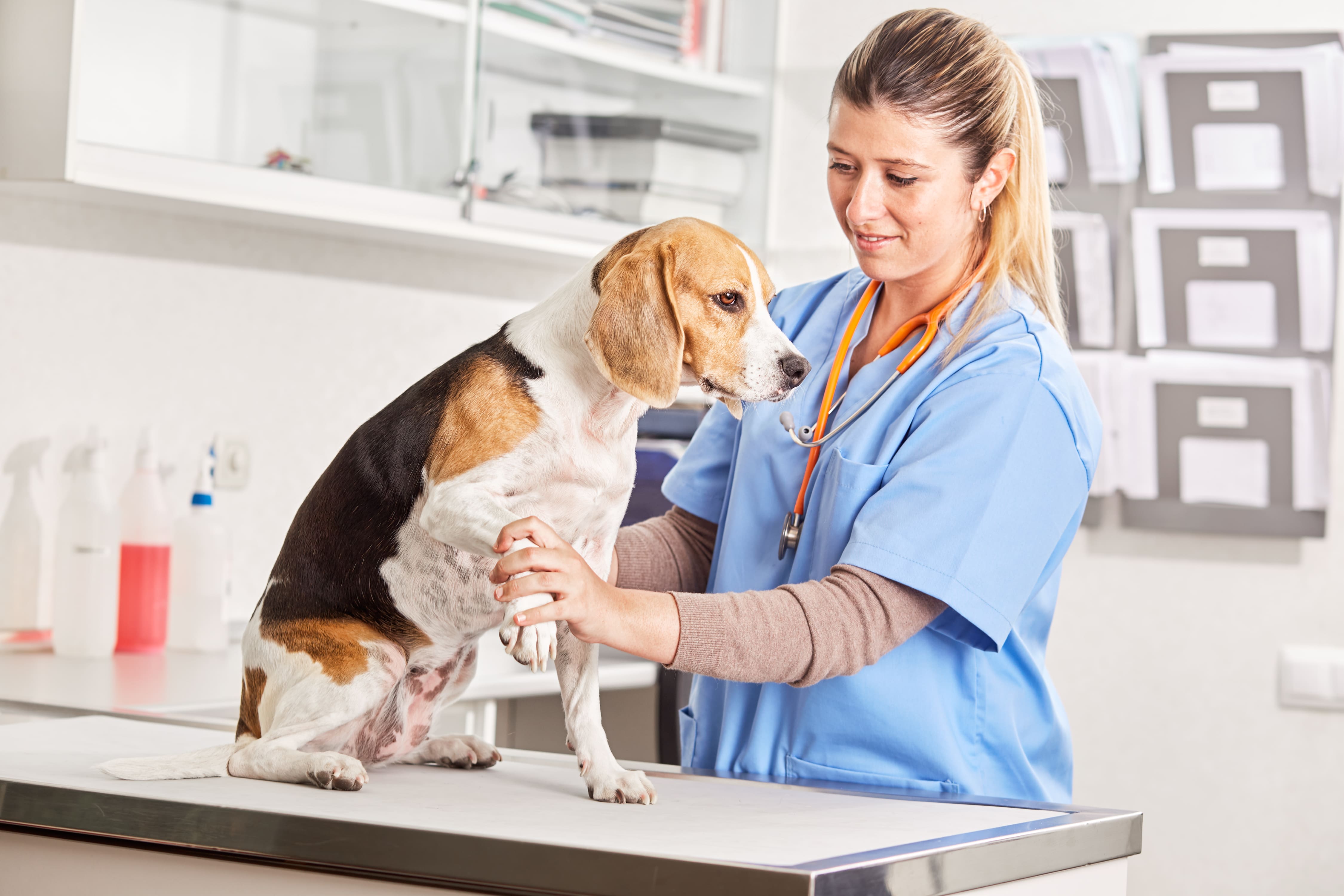 Coccidiosis en perros: importancia clínica & Clinics